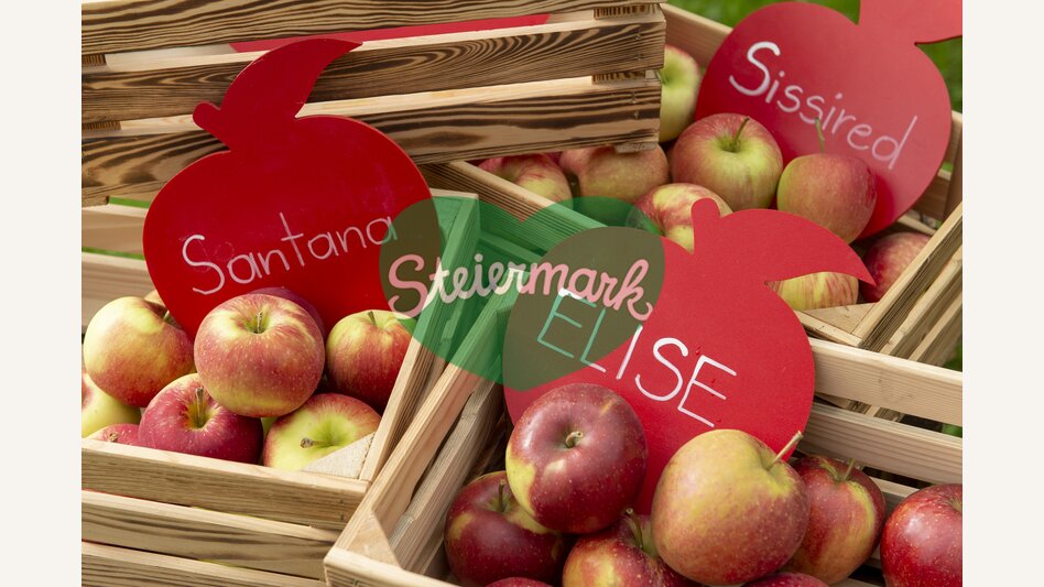 More than 100 kinds of fruit at the Bioobsthof Schloffer (biological farm) in Anger | © Steiermark Tourismus | www.johannesgeyer.com