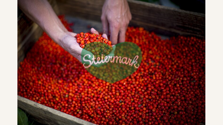 Rowan berries after harvesting | © Steiermark Tourismus | Tom Lamm