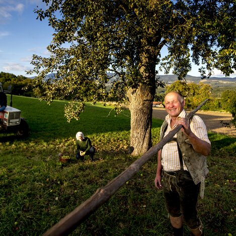 Alois Pöltl bei der Hirschbirnenernte in seinem Naturparkbauernhof in Pöllau, Oststeiermark | © STG | Tom Lamm
