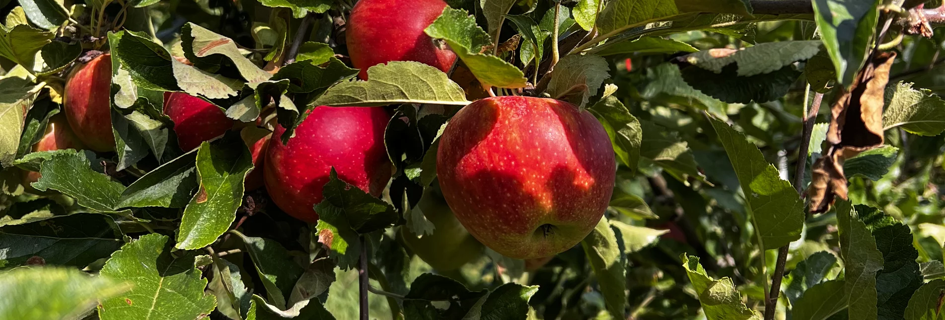 Prächtige Äpfel aus der Steiermark | © STG | Günther Steininger