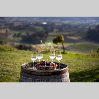 at the wine-growing estate Harkamp, St. Nikolai im Sausal | © Steiermark Tourismus | Tom Lamm