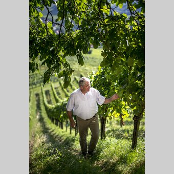 Alois Gross in seinem Weingarten in Ratsch a.d. Weinstraße  | © STG | Tom Lamm