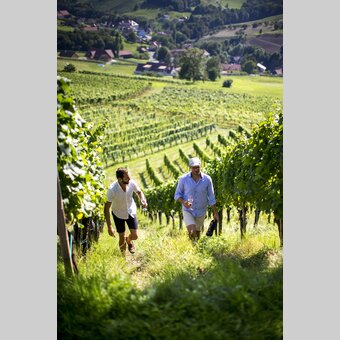 Terroir wandern in den Weingärten der Südsteiermark | © STG | Tom Lamm