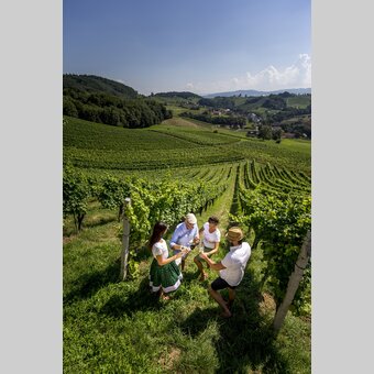 Wein-Genuss in der Südsteiermark mitten im Weingarten (Ratsch a.d. Weinstraße) | © STG | Tom Lamm
