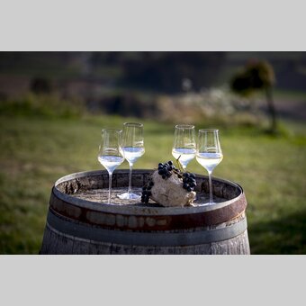 at the wine-growing estate Harkamp, St. Nikolai im Sausal | © Steiermark Tourismus | Tom Lamm