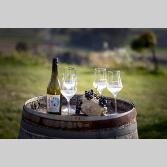 at the wine-growing estate Harkamp, St. Nikolai im Sausal | © Steiermark Tourismus | Tom Lamm