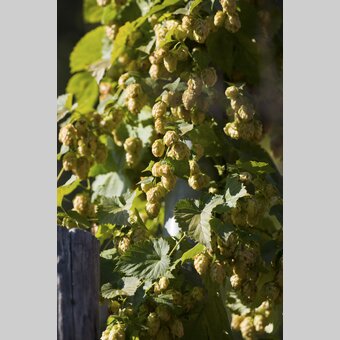 Hopfen | © STG | Niki Pommer