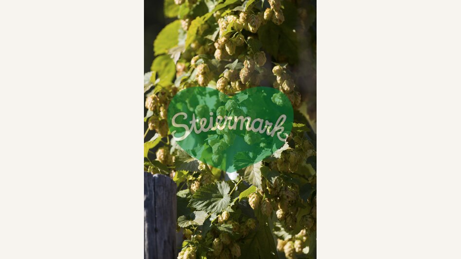 Hopfen | © STG | Niki Pommer