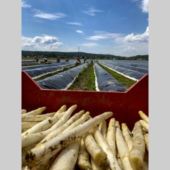 at the Raabtal cycling route, field of asparagus | © Steiermark Tourismus | Martin Kubanek