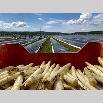at the Raabtal cycling route, field of asparagus | © Steiermark Tourismus | Martin Kubanek