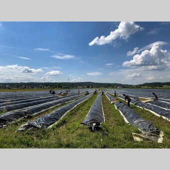 at the Raabtal cycling route, field of asparagus | © Steiermark Tourismus | Martin Kubanek