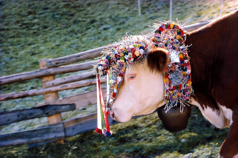 Almabtrieb | © STG | Reinhard Lamm