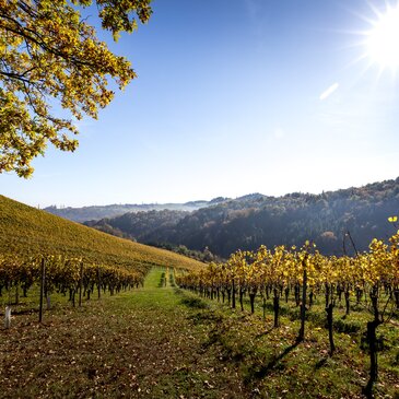 Herbst in der Südsteiermark, Sernauberg