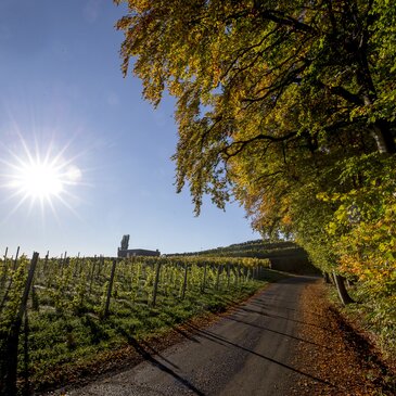 Weinlandschaft rund um Klöch, Südoststeiermark