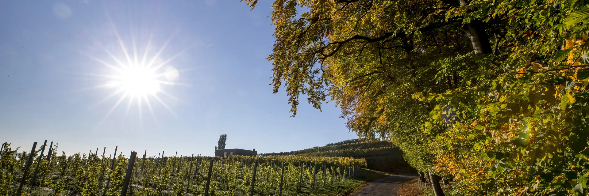 Weinlandschaft rund um Klöch, Südoststeiermark | © STG | Tom Lamm