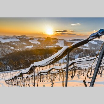 Winer in Southern Styria | © Steiermark Tourismus | pixelmaker.at