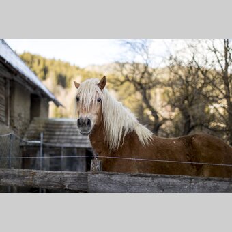 Happy horse waiting for winter | © Steiermark Tourismus | Tom Lamm