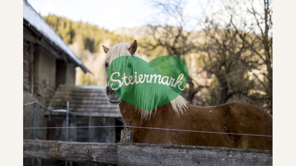 Happy horse waiting for winter | © Steiermark Tourismus | Tom Lamm