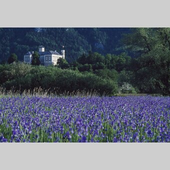 Irisblüte beim Schloss Trautenfels | © STG | Atelier Jungwirth / Erich Hagspiel