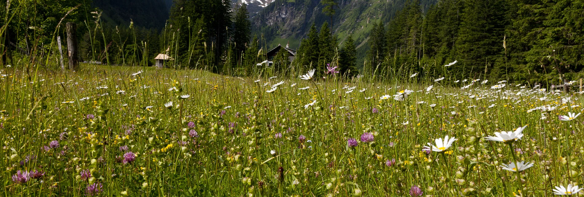 Frühsommerwiese bei der Breitlahnhütte im Naturpark Sölktäler (Schladming-Dachstein) | © Steiermark Tourismus | Uwe Grinzinger