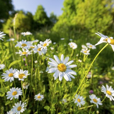 Das Grüne Herz erblüht im Frühling 