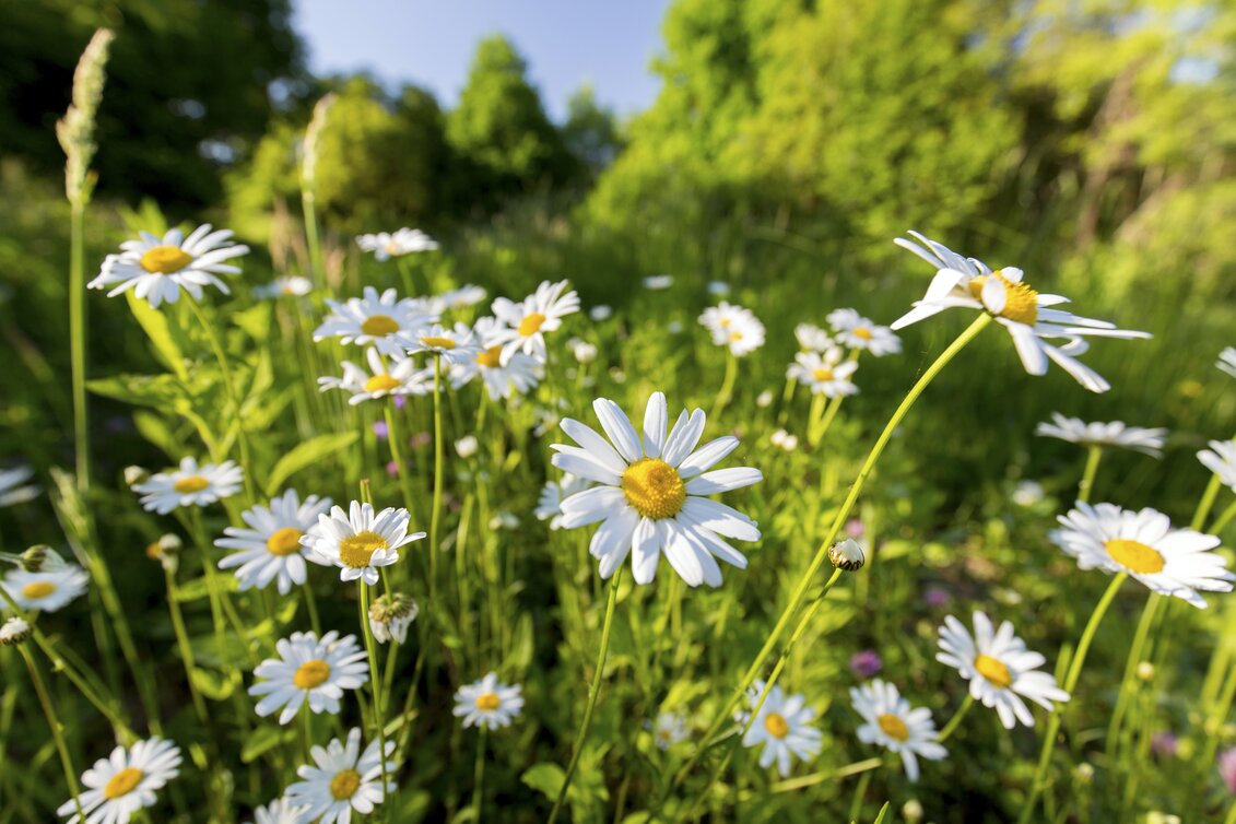 Das Grüne Herz erblüht im Frühling  | © STG | Harry Schiffer