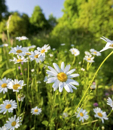 Das Grüne Herz erblüht im Frühling  | © STG | Harry Schiffer