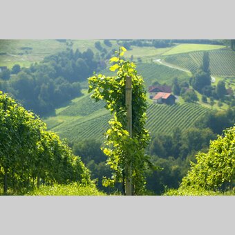 © Steiermark Tourismus | Harry Schiffer