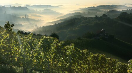 Blick ins Weinland | © STG | Harry Schiffer