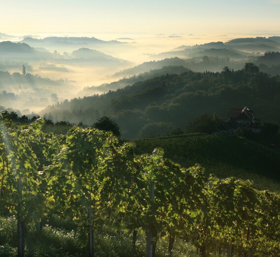 Blick ins Weinland | © STG | Harry Schiffer