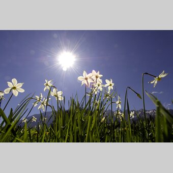 Narzissenblüte | © Steiermark Tourismus | Gery Wolf