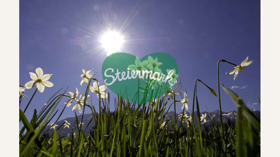 Narzissenblüte | © Steiermark Tourismus | Gery Wolf