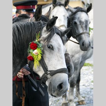 Almabtrieb Lipizzaner | © Steiermark Tourismus | Gery Wolf