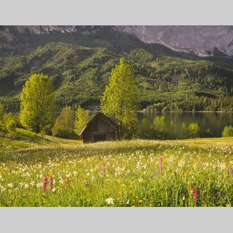 Bunte Frühlingsblumenwiese mit Dichternarzissen nahe des Grundlsees bei Gössl | © STG | Popp-Hackner