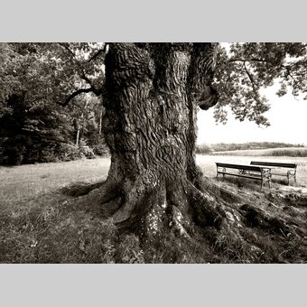 1000jährige Eiche in Bierbaum/Bad Blumau | © STG | Lanxx