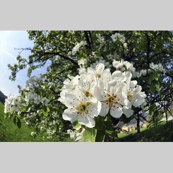 Hirschbirnenblüte | © STG | Gery Wolf