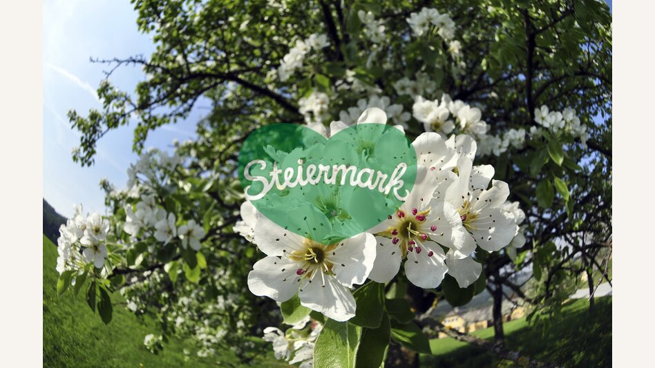 Hirschbirnenblüte | © STG | Gery Wolf