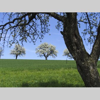 Hirschbirnenblüte | © Naturpark Pöllau | ã