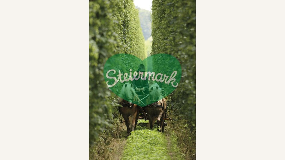 Hopfen in Leutschach | © Tourismusverband Rebenland Leutschach