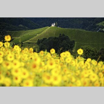 Sommer im Steirischen Weinland | © STG | Atelier Jungwirth / Erich Hagspiel