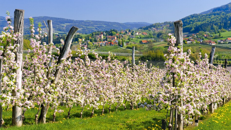 Apfelblüte an der Steir. Apfelstraße (Puch) | © STG | Hagspiel