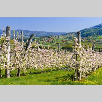 Apfelblüte an der Steir. Apfelstraße (Puch) | © STG | Hagspiel