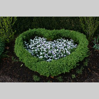 Das blühende Grüne Herz beim Blumenschmuckwettbewerb | © Marktgemeinde P&ouml;llau