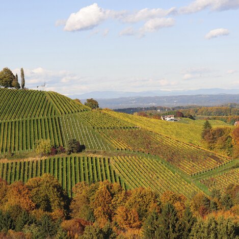 Steirischer Herbst im Weinland | © STG | Gery Wolf