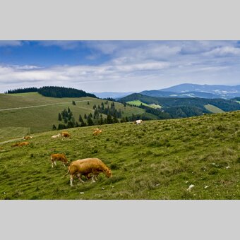 Mariazeller Weg, Teichalm | © STG | Leo Himsl | ETZ-Pilgrimage Europe SI-AT