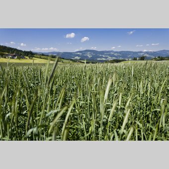 Mariazeller Weg, Gschaid/Birkfeld | © STG | Leo Himsl | ETZ-Pilgrimage Europe SI-AT