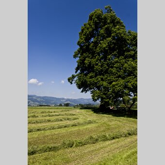 Mariazeller Weg, Gschaid/Birkfeld | © STG | Leo Himsl | ETZ-Pilgrimage Europe SI-AT