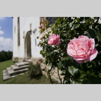 Rosenblüten | © STG | Leo Himsl | ETZ-Pilgrimage Europe SI-AT