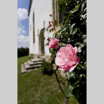 Rosenblüten | © STG | Leo Himsl | ETZ-Pilgrimage Europe SI-AT