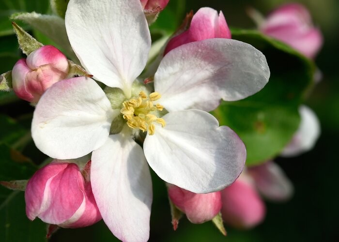 Apple blossom at the Styrian Apple Route (Eastern Styria) | © Steiermark Tourismus | Gery Wolf